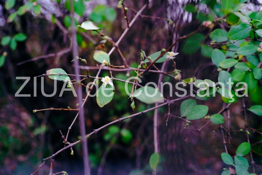 fotoreportaj primele semne ale primaverii in constanta galerie foto 710562 fotoreportaj primele semne ale primaverii in constanta galerie foto 710562