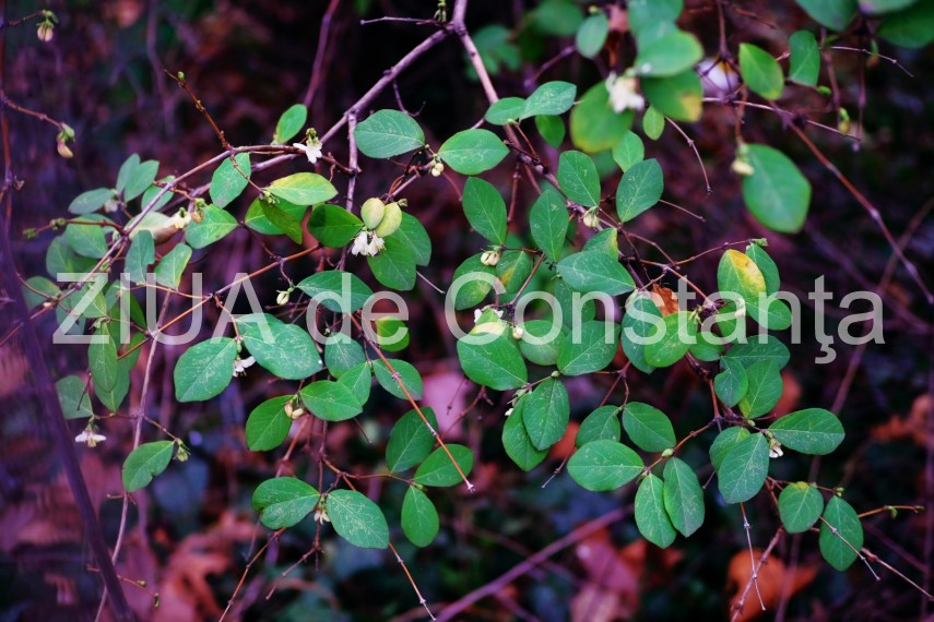 fotoreportaj primele semne ale primaverii in constanta galerie foto 710562 fotoreportaj primele semne ale primaverii in constanta galerie foto 710562