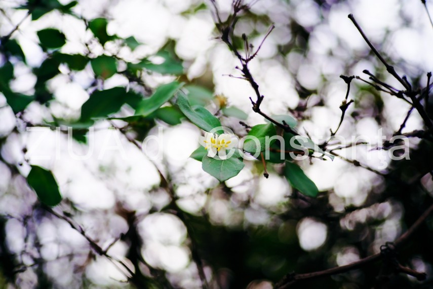 fotoreportaj primele semne ale primaverii in constanta galerie foto 710562 fotoreportaj primele semne ale primaverii in constanta galerie foto 710562