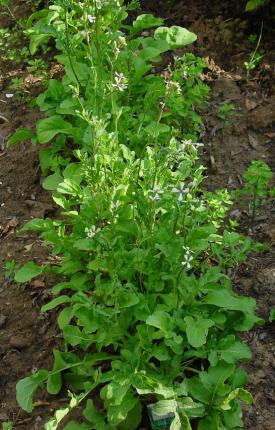 Beneficiile consumului de rucola