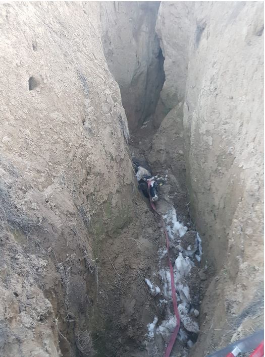 judetul tulcea operatiune de salvare a unui animal cazut intr o groapa galerie foto 713607