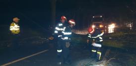 Copac căzut pe carosabil, la ieșire din Tulcea, spre Agighiol (galerie foto) 