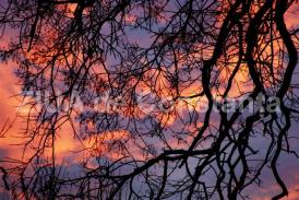 Dobrogea interbelică. File din jurnalele vremii (X) Crima din pădurea Caranlâc