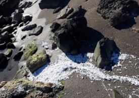 Risc de poluare pe plaja din dreptul hotelului Inter Venus, județul Constanța. Au fost sesizate ABADL și Garda de Mediu (galerie foto)