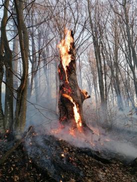 Imaginea zilei din România. Cum sfârşeşte, un copac, în flăcări
