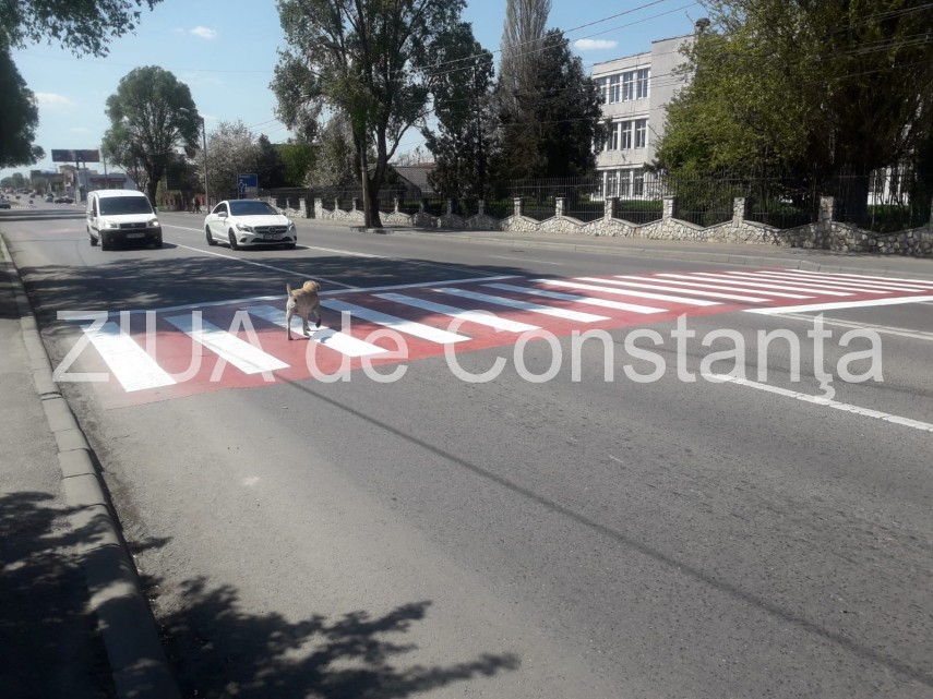 constanta cainele care trece singur strada pe trecerea de pietoni nu travereseaza niciodata fara sa se constanta cainele care trece singur strada pe trecerea de pietoni nu travereseaza niciodata fara sa se