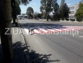 Constanța. Câinele care trece, singur, strada pe trecerea de pietoni. Nu traversează, niciodată, fără să se asigure (galerie foto) 