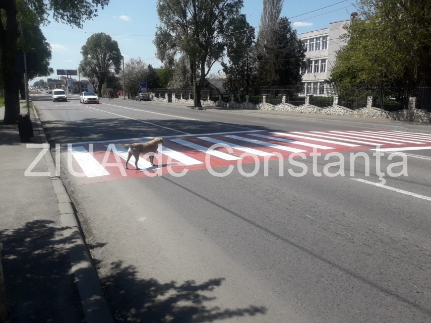 constanta cainele care trece singur strada pe trecerea de pietoni nu travereseaza niciodata fara sa se constanta cainele care trece singur strada pe trecerea de pietoni nu travereseaza niciodata fara sa se