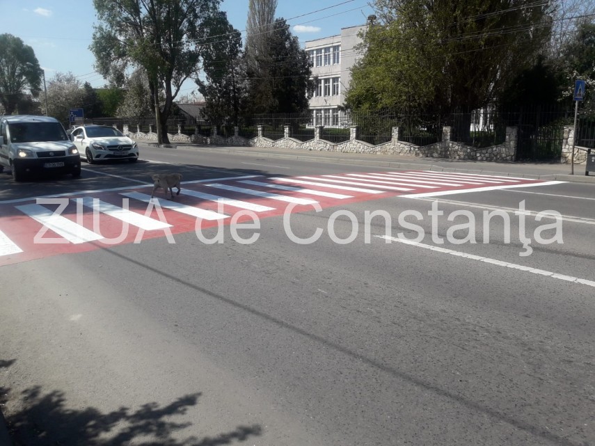 constanta cainele care trece singur strada pe trecerea de pietoni nu travereseaza niciodata fara sa se constanta cainele care trece singur strada pe trecerea de pietoni nu travereseaza niciodata fara sa se