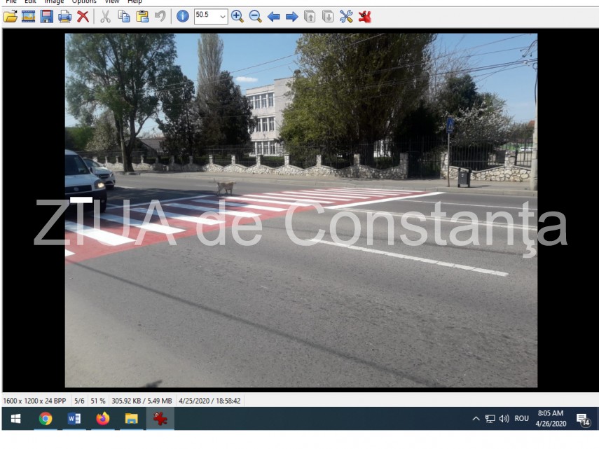 constanta cainele care trece singur strada pe trecerea de pietoni nu travereseaza niciodata fara sa se constanta cainele care trece singur strada pe trecerea de pietoni nu travereseaza niciodata fara sa se