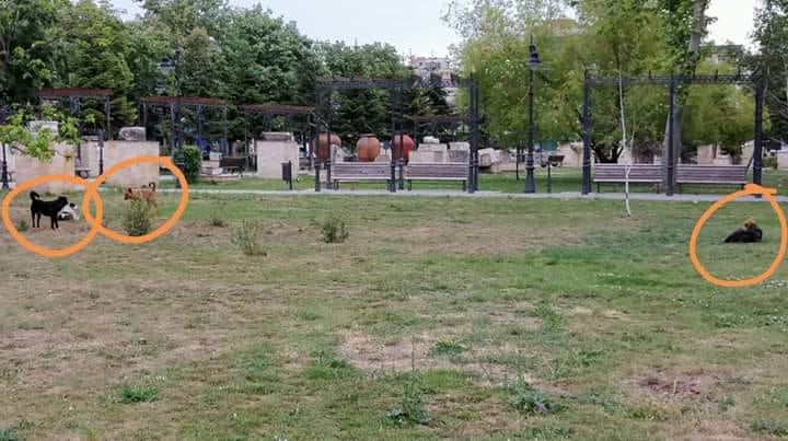 constanteanul suparat au reaparut haitele de caini in cartiere primaria anunta ca si a reluat activitatea constanteanul suparat au reaparut haitele de caini in cartiere primaria anunta ca si a reluat activitatea