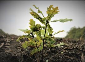  Romsilva a plantat peste 27 milioane de puieți forestieri în campania de împăduriri de primăvară 