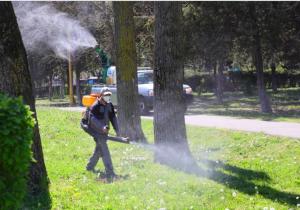 Acțiuni intense de dezinsecție în Constanța