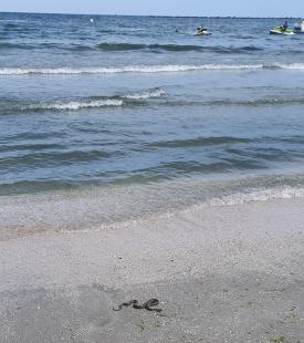 Apariție ciudată pe plaja din Mamaia. Un șarpe de un metru a speriat turiștii