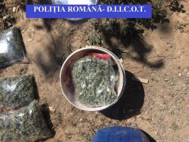 DIICOT. Trafic de droguri interceptat la Tulcea (video)