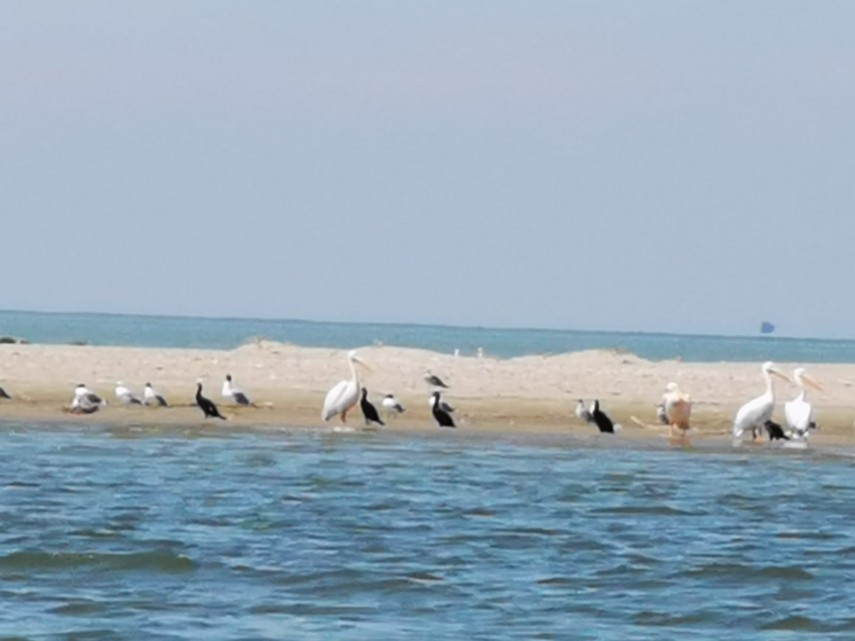 misterioasa si minunata insula k cel mai tanar taram din rezervatia biosferei delta dunarii galerie foto misterioasa si minunata insula k cel mai tanar taram din rezervatia biosferei delta dunarii galerie foto