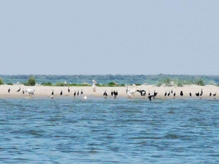 misterioasa si minunata insula k cel mai tanar taram din rezervatia biosferei delta dunarii galerie foto misterioasa si minunata insula k cel mai tanar taram din rezervatia biosferei delta dunarii galerie foto