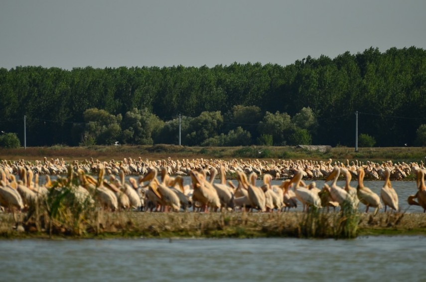 peste 30 de specii de pasari acvatice monitorizate pana acum in incinta renaturata de la carasuhat mahmudia peste 30 de specii de pasari acvatice monitorizate pana acum in incinta renaturata de la carasuhat mahmudia
