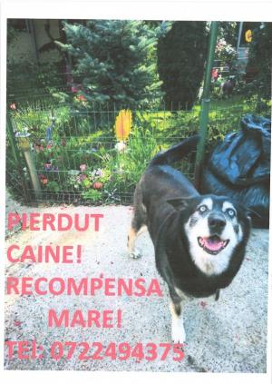 Pierdut câine Husky, în zona Brick