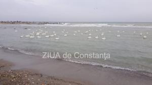 Fotoreportaj Iarnă la Marea Neagră. Lebedele au încântat trecătorii 