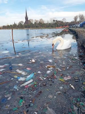 Dezolant! O lebădă înoată printre gunoaie, pe lacul Tăbăcărie