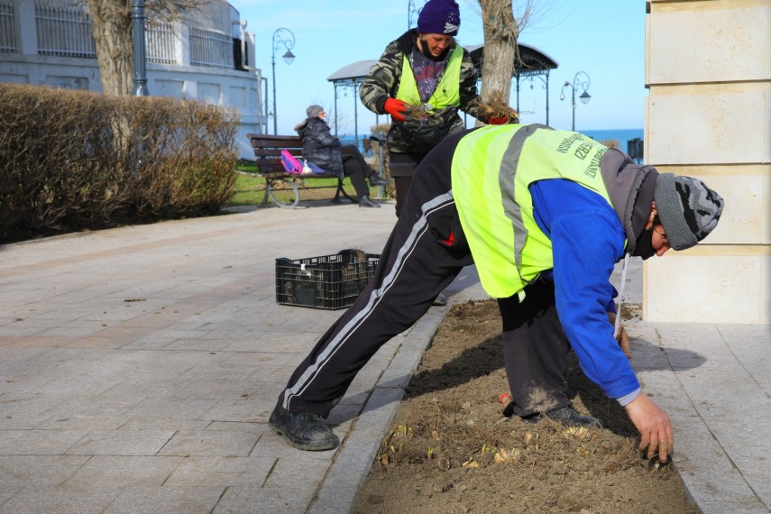 se planteaza mii de flori in zona falezei cazinoului din constanta 739666 se planteaza mii de flori in zona falezei cazinoului din constanta 739666