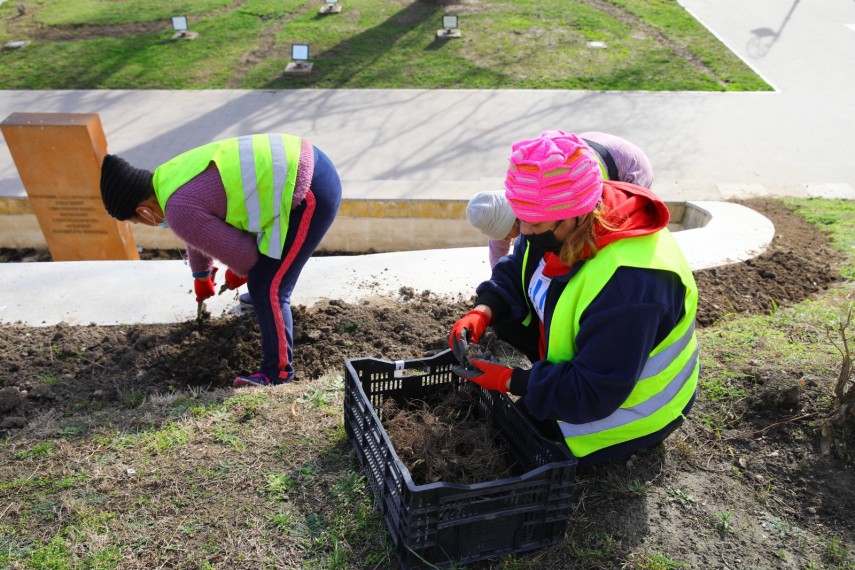 se planteaza mii de flori in zona falezei cazinoului din constanta 739666 se planteaza mii de flori in zona falezei cazinoului din constanta 739666