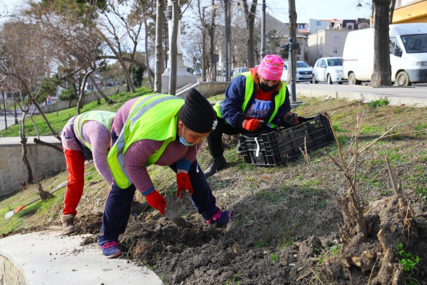 se planteaza mii de flori in zona falezei cazinoului din constanta 739666 se planteaza mii de flori in zona falezei cazinoului din constanta 739666