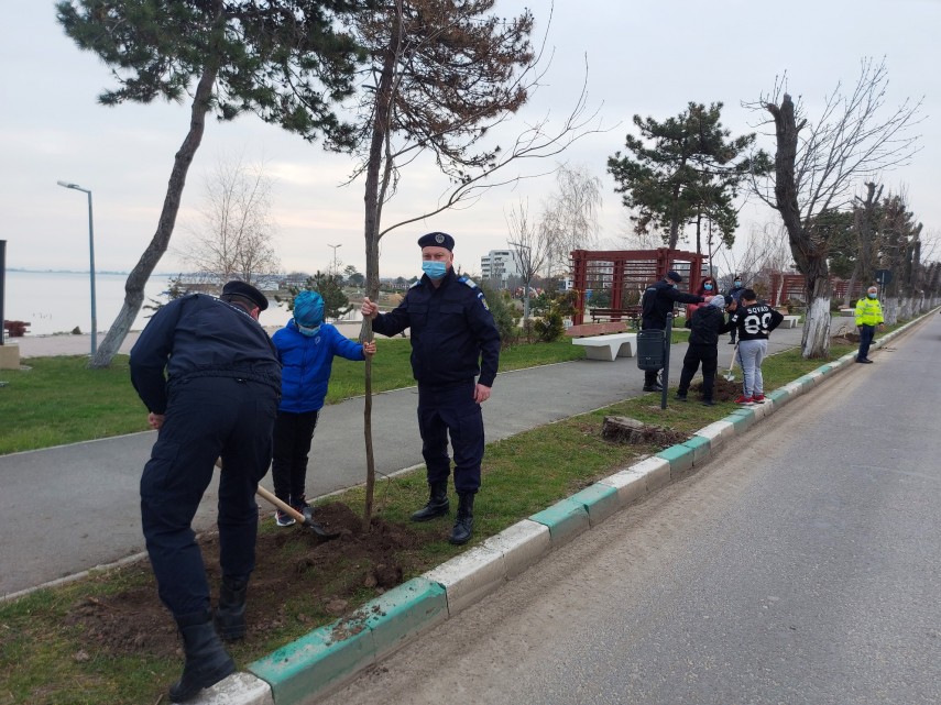 jandarmii constanteni au plantat 171 puieti de stejari 743771 jandarmii constanteni au plantat 171 puieti de stejari 743771