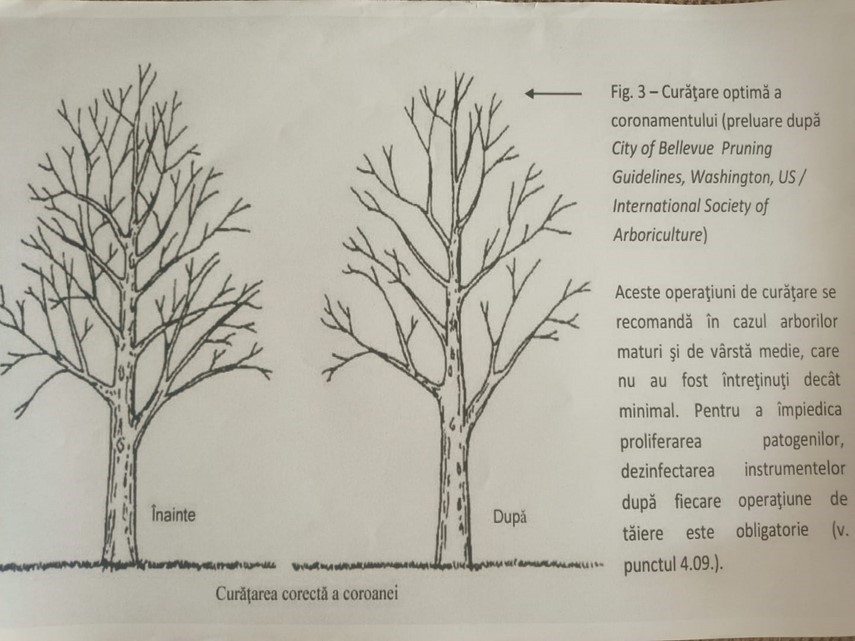 constanteanul suparat copacii ciuntiti de pe taluzul plaja modern in epoca pnl usr 744240 constanteanul suparat copacii ciuntiti de pe taluzul plaja modern in epoca pnl usr 744240