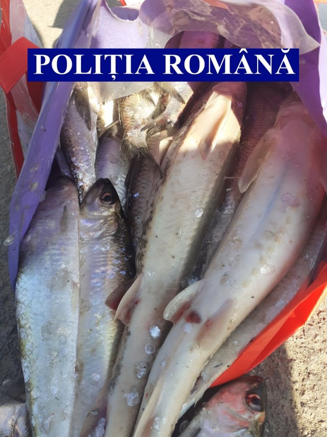 ialomita peste fara documente legale confiscat de politisti 744565 ialomita peste fara documente legale confiscat de politisti 744565