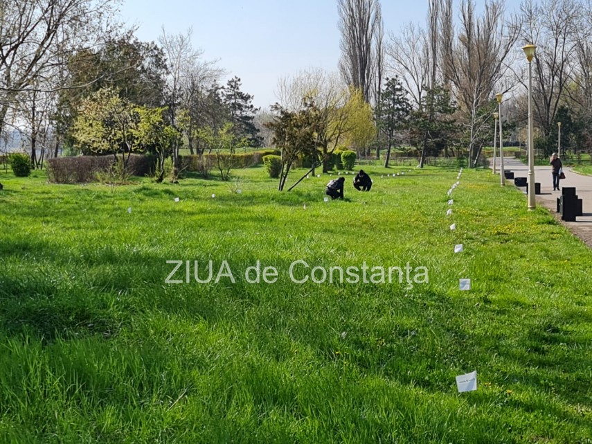 ampla actiune de plantare de copaci la constanta unde au loc evenimentele 744839 ampla actiune de plantare de copaci la constanta unde au loc evenimentele 744839