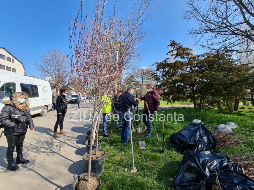 ampla actiune de plantare de copaci la constanta unde au loc evenimentele 744839 ampla actiune de plantare de copaci la constanta unde au loc evenimentele 744839
