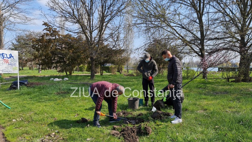 ampla actiune de plantare de copaci la constanta unde au loc evenimentele 744839 ampla actiune de plantare de copaci la constanta unde au loc evenimentele 744839