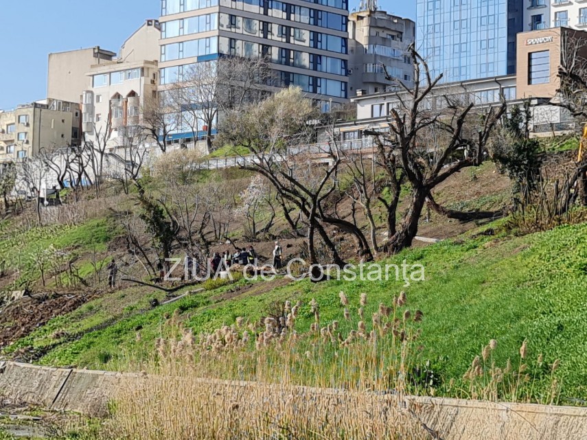 ampla actiune de plantare de copaci la constanta unde au loc evenimentele 744839 ampla actiune de plantare de copaci la constanta unde au loc evenimentele 744839