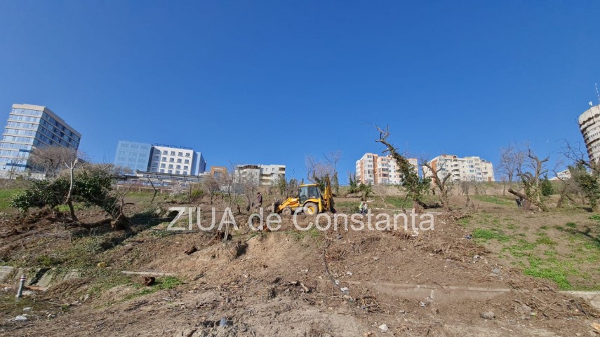 ampla actiune de plantare de copaci la constanta unde au loc evenimentele 744839 ampla actiune de plantare de copaci la constanta unde au loc evenimentele 744839