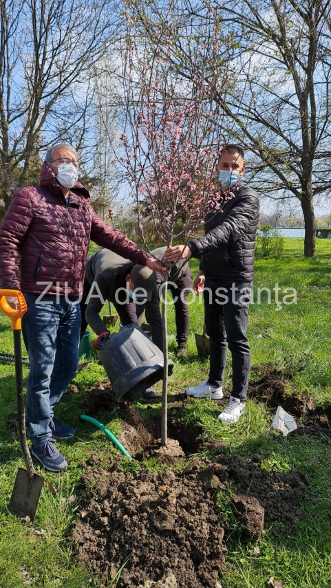 ampla actiune de plantare de copaci la constanta unde au loc evenimentele 744839 ampla actiune de plantare de copaci la constanta unde au loc evenimentele 744839