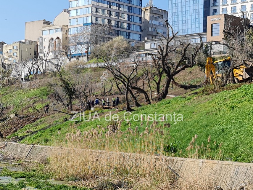 ampla actiune de plantare de copaci la constanta unde au loc evenimentele 744839 ampla actiune de plantare de copaci la constanta unde au loc evenimentele 744839