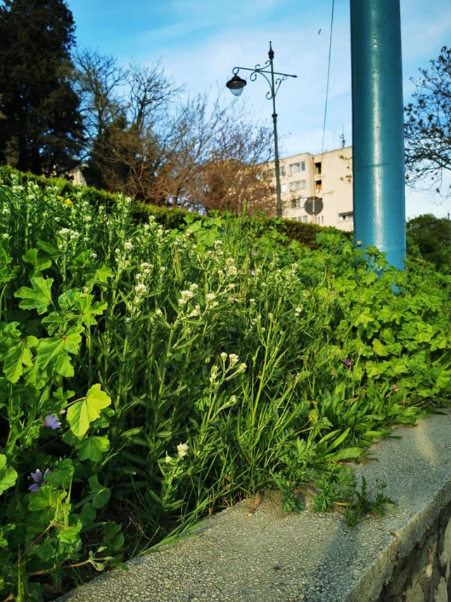constanteanul suparat cautand prin buruieni de un metru constanta altfel galerie foto 746505 constanteanul suparat cautand prin buruieni de un metru constanta altfel galerie foto 746505