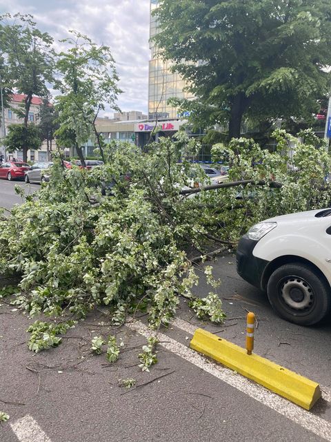 constanta copac cazut peste o masina pe bulevardul tomis 747140 constanta copac cazut peste o masina pe bulevardul tomis 747140