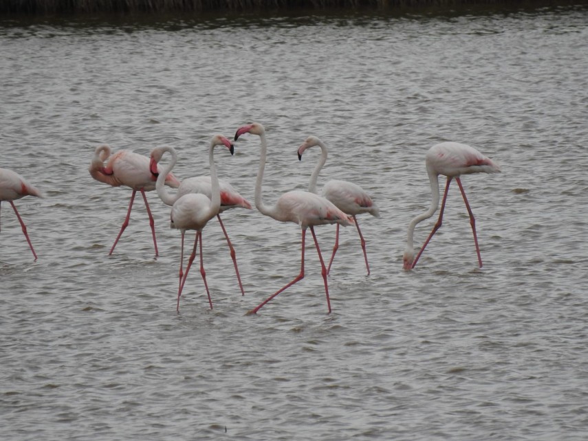lacul tuzla pasarile flamingo au revenit in rezervatia biosferei delta dunarii galerie foto 747884 lacul tuzla pasarile flamingo au revenit in rezervatia biosferei delta dunarii galerie foto 747884