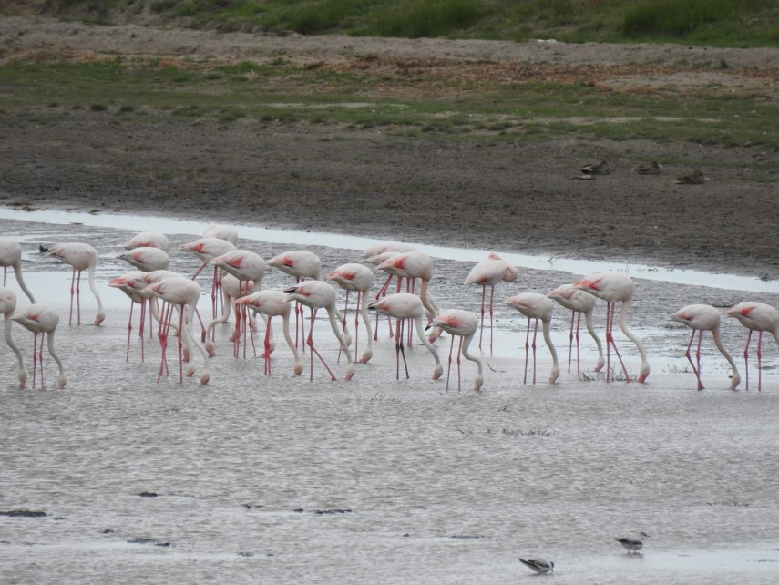 lacul tuzla pasarile flamingo au revenit in rezervatia biosferei delta dunarii galerie foto 747884 lacul tuzla pasarile flamingo au revenit in rezervatia biosferei delta dunarii galerie foto 747884