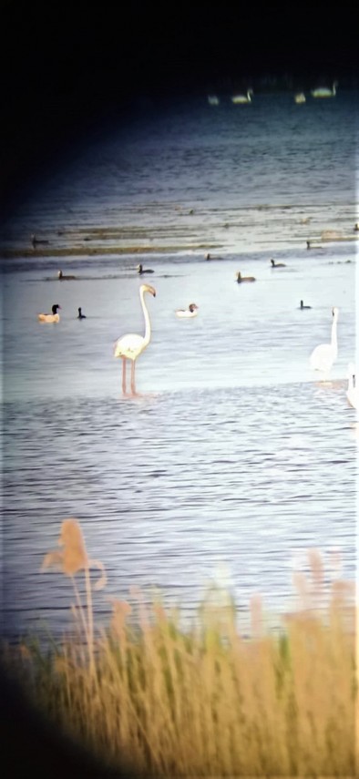 lacul tuzla pasarile flamingo au revenit in rezervatia biosferei delta dunarii galerie foto 747884 lacul tuzla pasarile flamingo au revenit in rezervatia biosferei delta dunarii galerie foto 747884