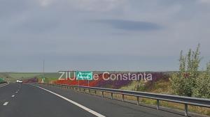 Fotoreportaj Spectacol de culoare pe autostrada A2 București-Constanța. Florile de câmp creează un peisaj multicolor