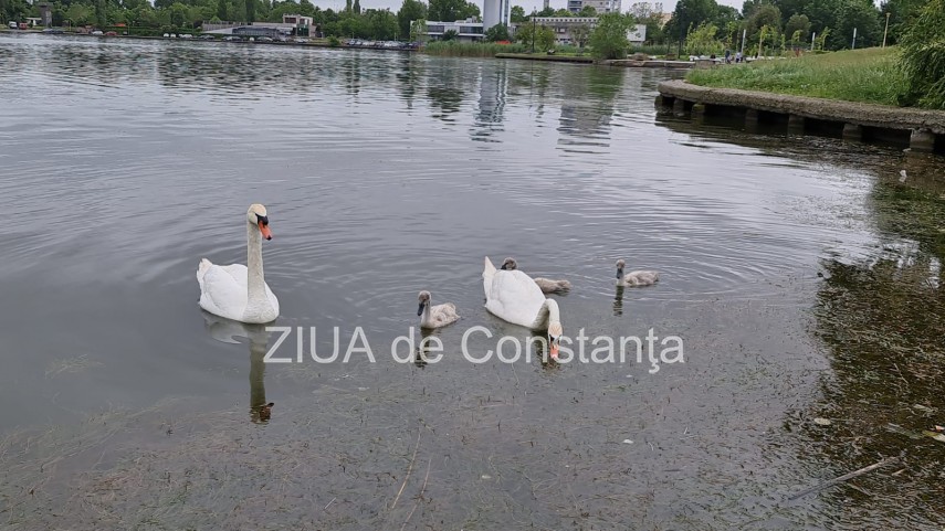 imaginea zilei familie de lebede surprinsa pe lacul tabacarie din constanta 748350 imaginea zilei familie de lebede surprinsa pe lacul tabacarie din constanta 748350