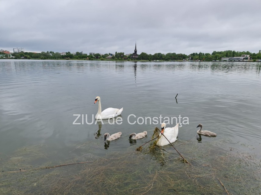 imaginea zilei familie de lebede surprinsa pe lacul tabacarie din constanta 748350 imaginea zilei familie de lebede surprinsa pe lacul tabacarie din constanta 748350