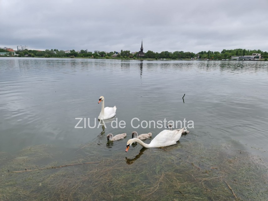 imaginea zilei familie de lebede surprinsa pe lacul tabacarie din constanta 748350 imaginea zilei familie de lebede surprinsa pe lacul tabacarie din constanta 748350