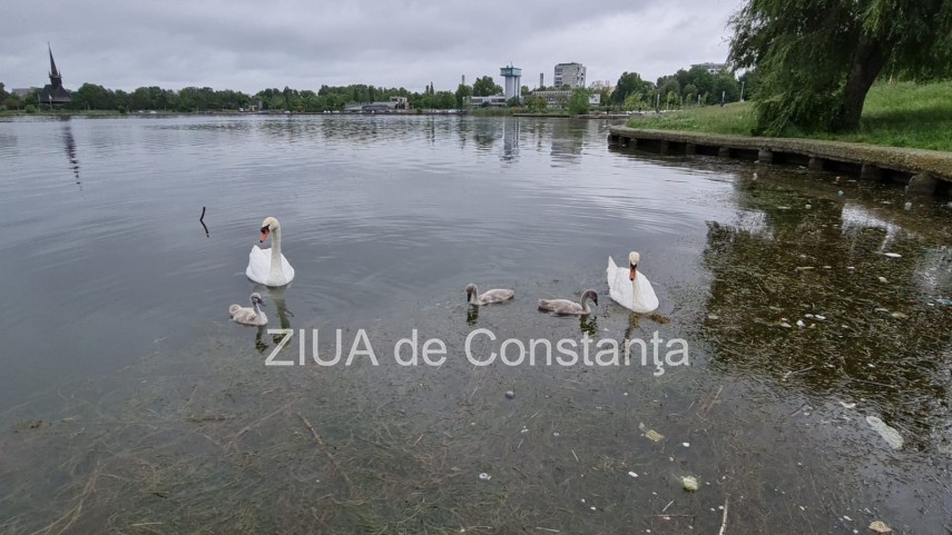 imaginea zilei familie de lebede surprinsa pe lacul tabacarie din constanta 748350 imaginea zilei familie de lebede surprinsa pe lacul tabacarie din constanta 748350