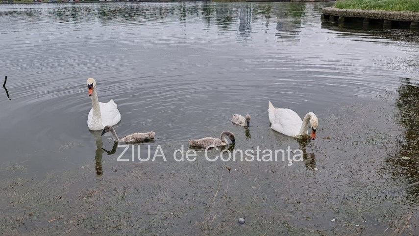 imaginea zilei familie de lebede surprinsa pe lacul tabacarie din constanta 748350 imaginea zilei familie de lebede surprinsa pe lacul tabacarie din constanta 748350