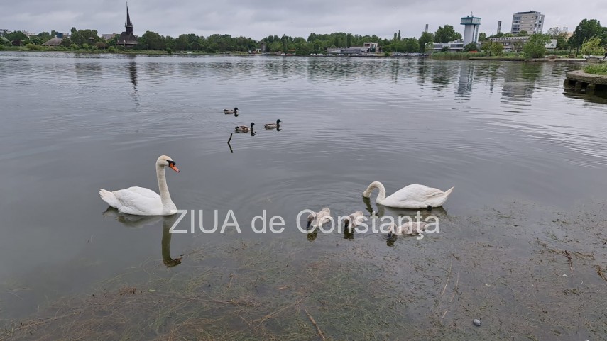 imaginea zilei familie de lebede surprinsa pe lacul tabacarie din constanta 748350 imaginea zilei familie de lebede surprinsa pe lacul tabacarie din constanta 748350